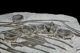 Plate Of Fossil Ichthyosaur Vertebrae & Ribs - Germany #150172-4